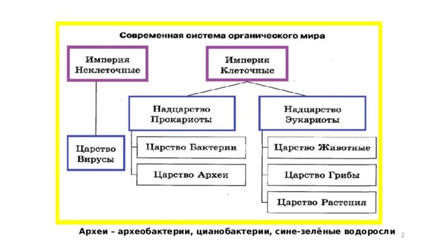 Археи – археобактерии, цианобактерии, сине-зелёные водоросли  