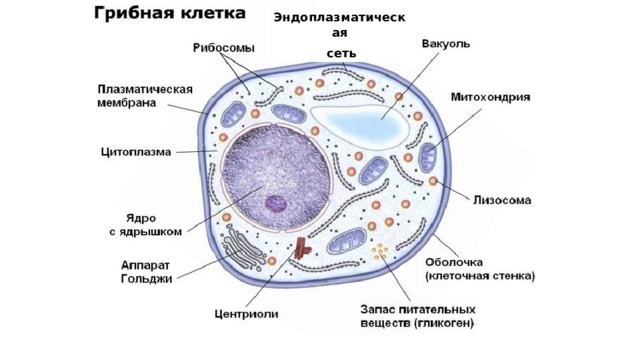 Эндоплазматическая  сеть 