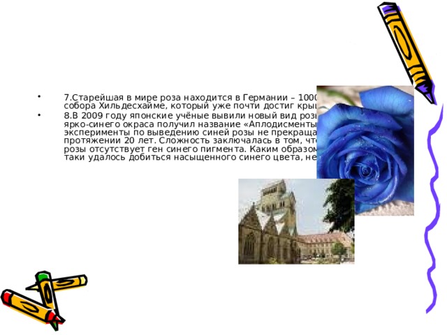 7.Старейшая в мире роза находится в Германии – 1000-летний куст у собора Хильдесхайме, который уже почти достиг крыши этого здания. 8.В 2009 году японские учёные вывили новый вид розы. Крупный бутон ярко-синего окраса получил название «Аплодисменты». Исследования и эксперименты по выведению синей розы не прекращались на протяжении 20 лет. Сложность заключалась в том, что в хромосомах розы отсутствует ген синего пигмента. Каким образом генетикам всё-таки удалось добиться насыщенного синего цвета, не сообщается. 