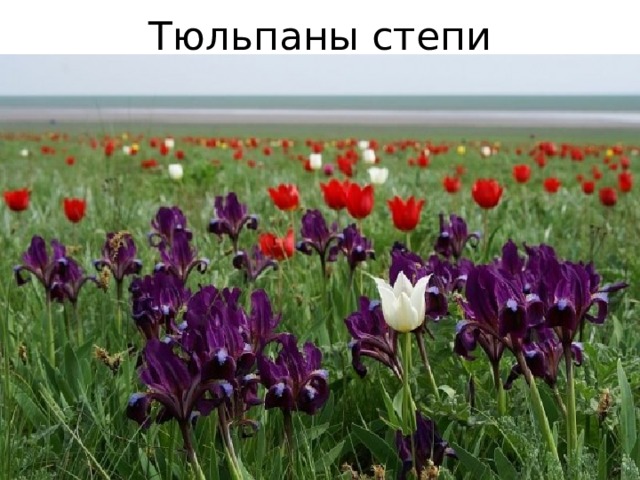 Тюльпаны степи 