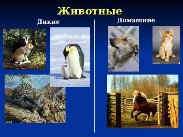 Дикие и домашние животные 1 класс перспектива презентация