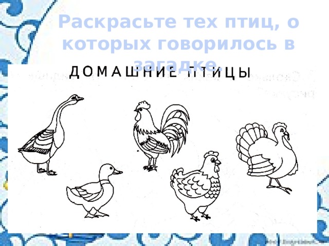 Домашние птицы задания. Домашние птицы математика. Индюк задания для дошкольников. Окружающий мир задания домашние птицы. Раскрась только домашних птиц.