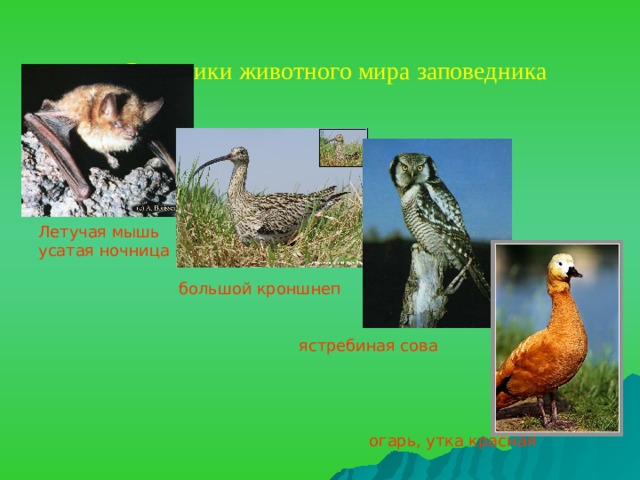 Эндемики животного мира заповедника   Летучая мышь усатая ночница  большой кроншнеп  ястребиная сова  огарь, утка красная