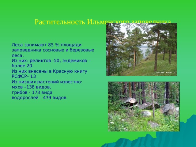 Растительность Ильменского заповедника   Леса занимают 85 % площади заповедника сосновые и березовые леса. Из них: реликтов -50, эндемиков – более 20. Из них внесены в Красную книгу РСФСР– 13 Из низших растений известно: мхов –138 видов, грибов - 173 вида водорослей - 479 видов.