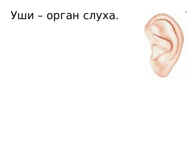 Уши – орган слуха. Уши – орган слуха.  