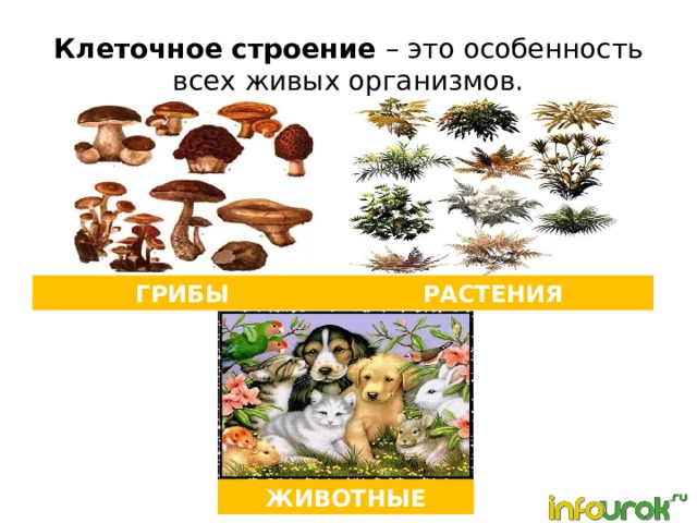 Клеточное строение – это особенность всех живых организмов. ГРИБЫ РАСТЕНИЯ ЖИВОТНЫЕ 