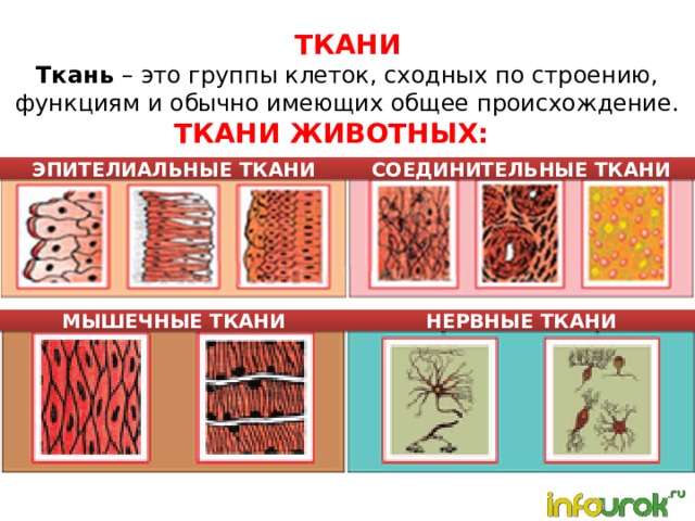 Ткани Ткань – это группы клеток, сходных по строению, функциям и обычно имеющих общее происхождение. Ткани животных: ЭПИТЕЛИАЛЬНЫЕ ТКАНИ СОЕДИНИТЕЛЬНЫЕ ТКАНИ МЫШЕЧНЫЕ ТКАНИ НЕРВНЫЕ ТКАНИ 