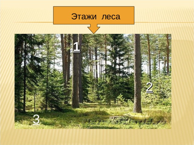 Берегите сосну. Этажи леса. Презентация этажи леса. Этажи леса окружающий мир. Этажи леса 3 класс.