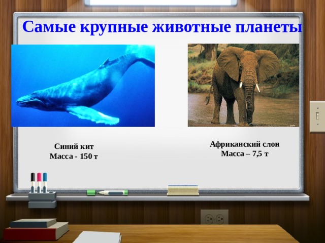 Во время циркового выступления слон массой 3 т поднялся на тумбу высотой 50 см