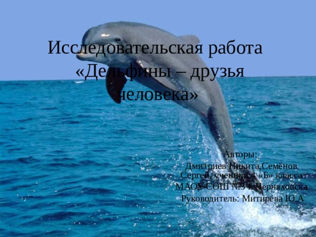Исследовательская работа  «Дельфины – друзья человека» Авторы: Дмитриев Никита,Семёнов Сергей, ученики 4 «Б» класса МАОУ СОШ №3 г. Черняховска  Руководитель: Митирёва Ю.А 