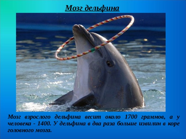 Мозг дельфина Мозг взрослого дельфина весит около 1700 граммов, а у человека - 1400. У дельфина в два раза больше извилин в коре головного мозга.  