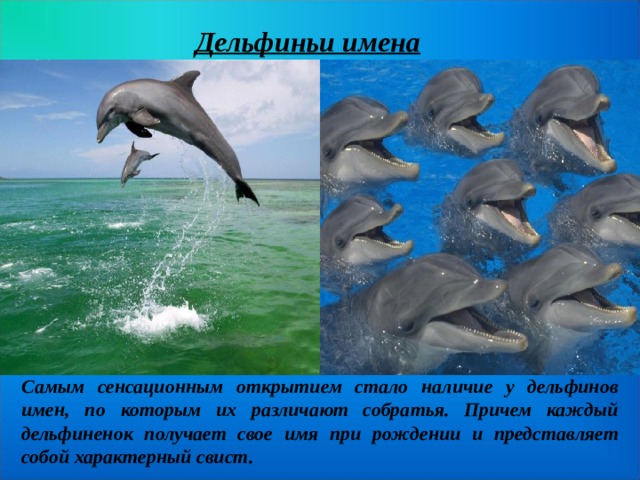 Дельфиньи имена Самым сенсационным открытием стало наличие у дельфинов имен, по которым их различают собратья. Причем каждый дельфиненок получает свое имя при рождении и представляет собой характерный свист. 
