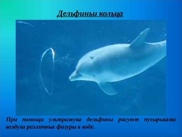 Дельфиньи кольца При помощи ультразвука дельфины рисуют пузырьками воздуха различные фигуры в воде.  