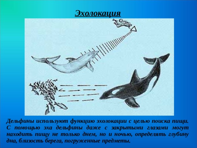 Эхолокация Дельфины используют функцию эхолокации с целью поиска пищи. С помощью эха дельфины даже с закрытыми глазами могут находить пищу не только днем, но и ночью, определять глубину дна, близость берега, погруженные предметы.  