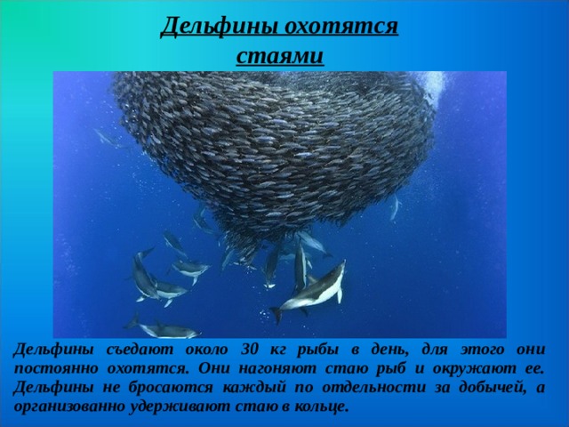 Дельфины охотятся стаями Дельфины съедают около 30 кг рыбы в день, для этого они постоянно охотятся. Они нагоняют стаю рыб и окружают ее.  Дельфины не бросаются каждый по отдельности за добычей, а организованно удерживают стаю в кольце.  