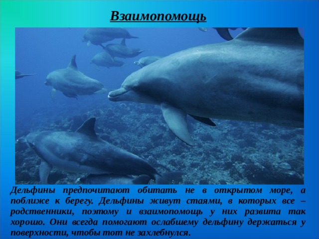 Взаимопомощь Дельфины предпочитают обитать не в открытом море, а поближе к берегу. Дельфины живут стаями, в которых все – родственники, поэтому и взаимопомощь у них развита так хорошо. Они всегда помогают ослабшему дельфину держаться у поверхности, чтобы тот не захлебнулся.  