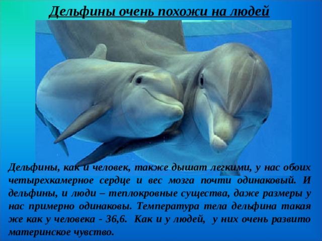 Дельфины очень похожи на людей Дельфины, как и человек, также дышат легкими, у нас обоих четырехкамерное сердце и вес мозга почти одинаковый. И дельфины, и люди – теплокровные существа, даже размеры у нас примерно одинаковы. Температура тела дельфина такая же как у человека - 36,6. Как и у людей, у них очень развито материнское чувство. 
