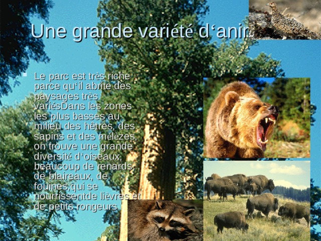 Une grande vari é t é d ‘ animaux Le parc est tr è s riche parce qu ‘ il abrite des paysages tr è s vari é sDans les zones les plus basses au milieu des hêtres, des sapins et des m é l è zes, on trouve une grande diversit é d ‘ oiseaux, beaucoup de renards, de blaireaux, de fouines,qui se nourrissentde li è vres et de petits rongeurs 