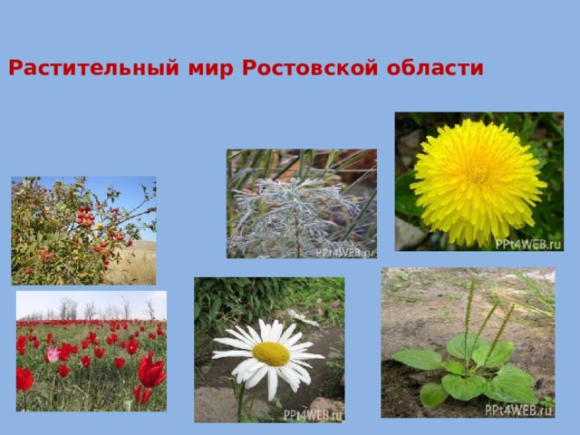 Растительный мир Ростовской области 