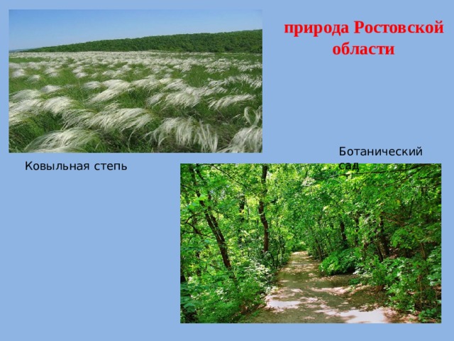 природа Ростовской области Ботанический сад Ковыльная степь 