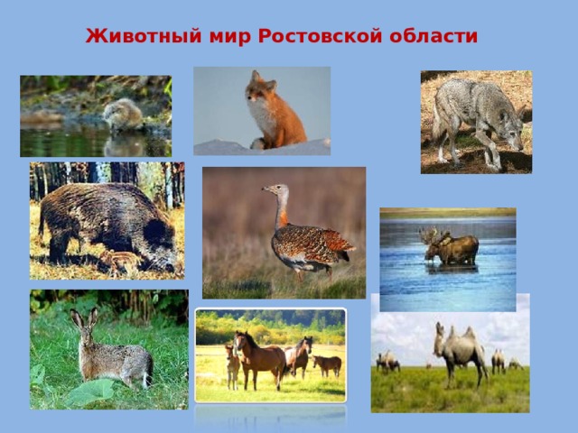  Животный мир Ростовской области 