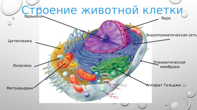 Строение животной клетки Ядрышко Ядро Эндоплазматическая сеть Цитоплазма Плазматическая мембрана Лизосома Аппарат Гольджи Митохондрии 