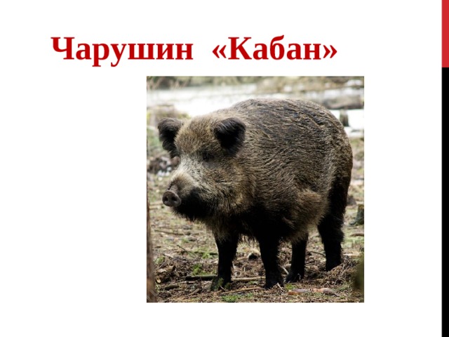 Чарушин кабан план