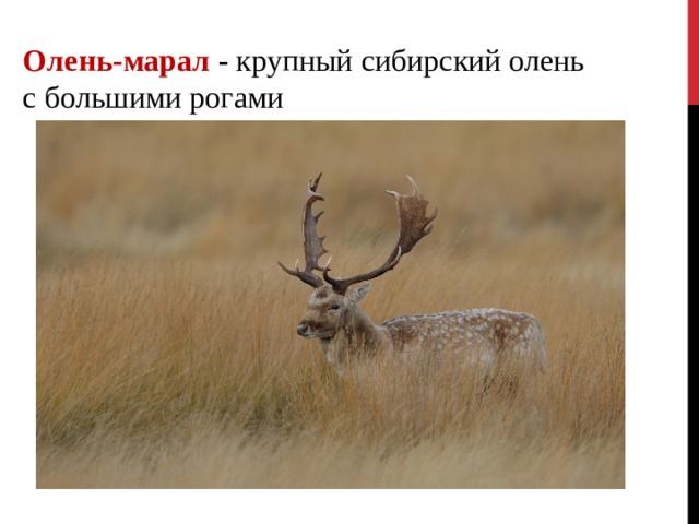 Крупный сибирский олень