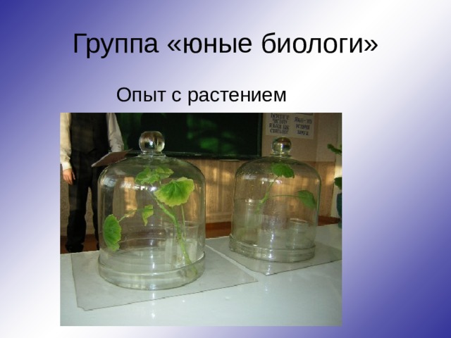 Группа «юные биологи»  Опыт с растением 
