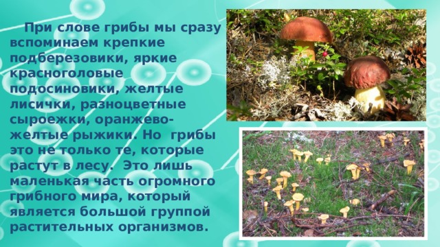 Группа грибы текст