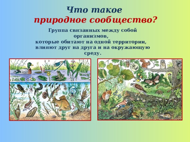 Что такое  природное сообщество? Группа связанных между собой организмов, которые обитают на одной территории, влияют друг на друга и на окружающую среду.  