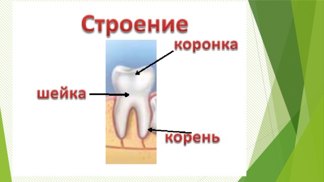 Строение зуба для детей. Строение зуба коронка шейка корень. Анатомия зуба коронка шейка корень. Строение зуба коронка шейка корень рисунок. Коронка шейка и корень зуба.