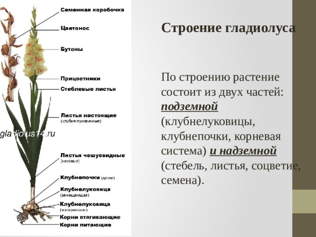 Схема подкормки гладиолусов