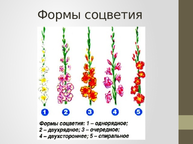 Схема посадки фрезии