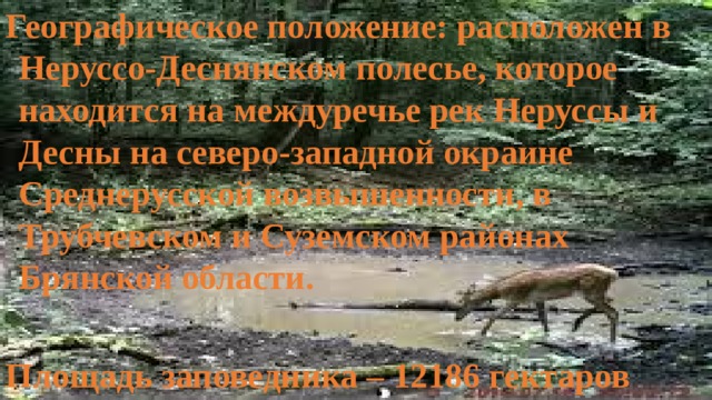  Полное название: Государственный природный биосферный заповедник «Брянский лес»  Дата основания: 14 июля 1987 года 