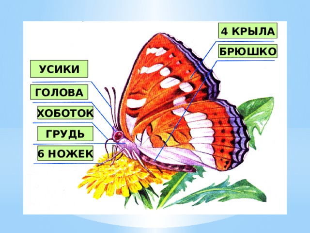 4 крыла. 6 Ног 3 части тела 4 крылышка длинный хоботок. Шесть ног три части тела четыре крылышка. Хоботок Крылья туловище шесть ног. Голова грудь брюшко 4 крыла 6 ног.