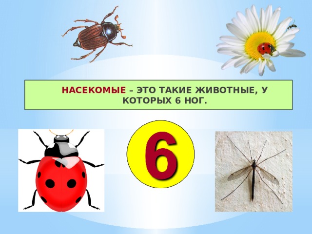 Насекомые 1 класс окружающий мир. Презентация насекомые 1 класс. Тема насекомые в 1 классе. Насекомые у которых шесть ног.