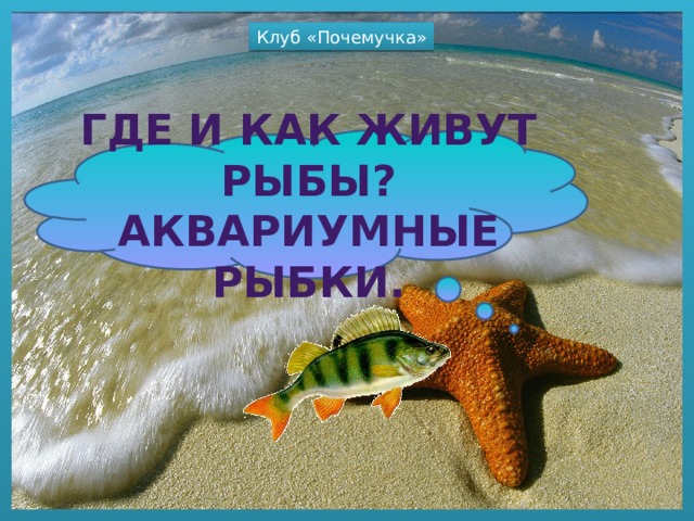 Клуб «Почемучка» Где и как живут рыбы?  Аквариумные рыбки. 