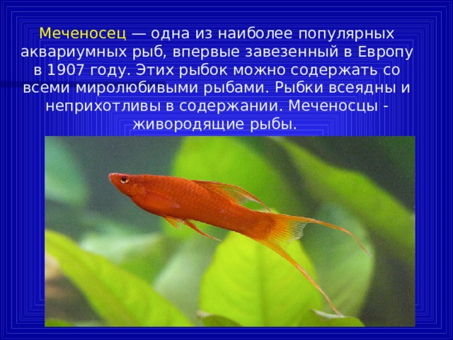 Меченосец — одна из наиболее популярных аквариумных рыб, впервые завезенный в Европу в 1907 году. Этих рыбок можно содержать со всеми миролюбивыми рыбами. Рыбки всеядны и неприхотливы в содержании. Меченосцы - живородящие рыбы. 