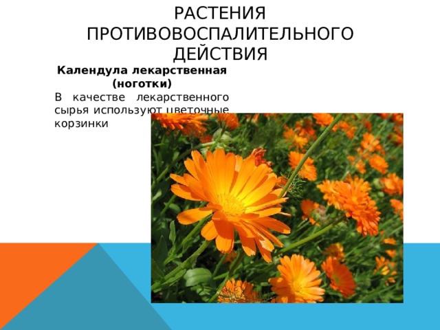 Растения противовоспалительного действия Календула лекарственная (ноготки) В качестве лекарственного сырья используют цветочные корзинки 