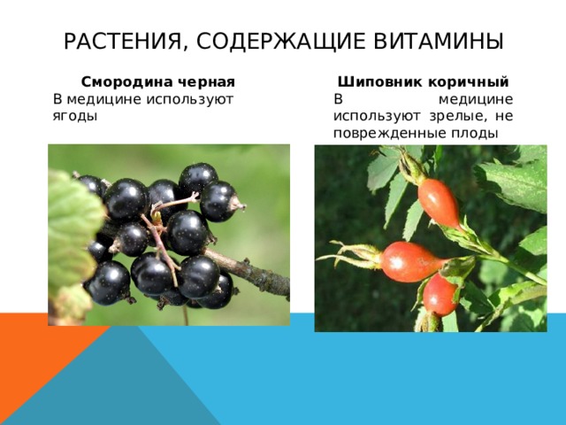 Растения, содержащие витамины Смородина черная Шиповник коричный В медицине используют ягоды В медицине используют зрелые, не поврежденные плоды 