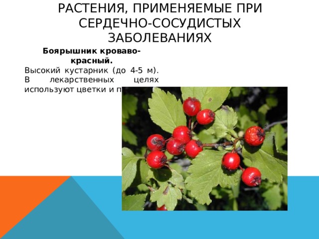 Растения, применяемые при сердечно-сосудистых заболеваниях Боярышник кроваво-красный. Высокий кустарник (до 4-5 м). В лекарственных целях используют цветки и плоды 