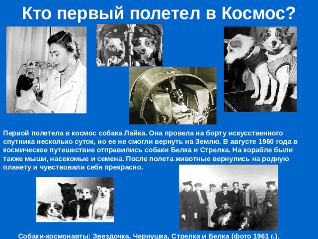 Кто первый полетел в Космос? Первой полетела в космос собака Лайка. Она провела на борту искусственного спутника несколько суток, но ее не смогли вернуть на Землю. В августе 1960 года в космическое путешествие отправились собаки Белка и Стрелка. На корабле были также мыши, насекомые и семена. После полета животные вернулись на родную планету и чувствовали себя прекрасно. Собаки-космонавты: Звездочка, Чернушка, Стрелка и Белка (фото 1961 г.).   