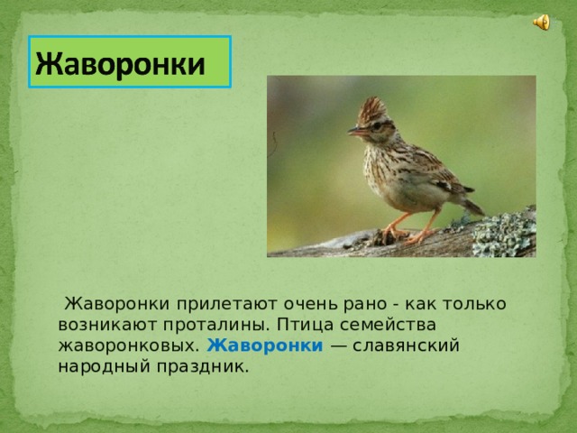 Жаворонки прилетают очень рано - как только возникают проталины. Птица семейства жаворонковых. Жаворонки  — славянский народный праздник. 