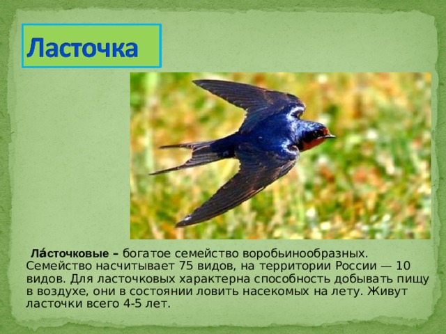  Ла́сточковые – богатое семейство воробьинообразных. Семейство насчитывает 75 видов, на территории России — 10 видов. Для ласточковых характерна способность добывать пищу в воздухе, они в состоянии ловить насекомых на лету. Живут ласточки всего 4-5 лет. 