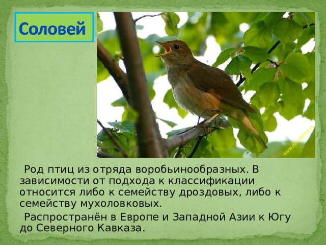  Род птиц из отряда воробьинообразных. В зависимости от подхода к классификации относится либо к семейству дроздовых, либо к семейству мухоловковых.  Распространён в Европе и Западной Азии к Югу до Северного Кавказа. 