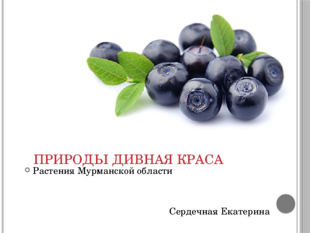 Природы дивная краса Растения Мурманской области  Сердечная Екатерина 