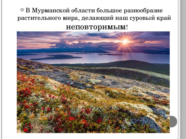 В Мурманской области большое разнообразие растительного мира, делающий наш суровый край неповторимым ! 