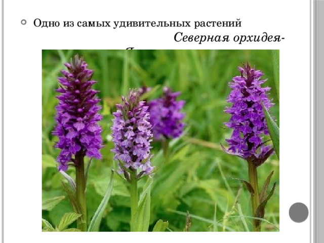  Одно из самых удивительных растений Северная орхидея- Ятрышник . 