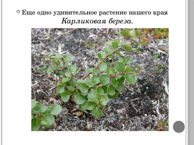 Еще одно удивительное растение нашего края Карликовая береза. 